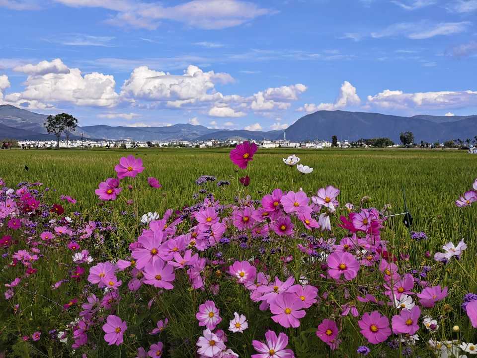 稻田边盛开的波斯菊与远处的苍山、村庄